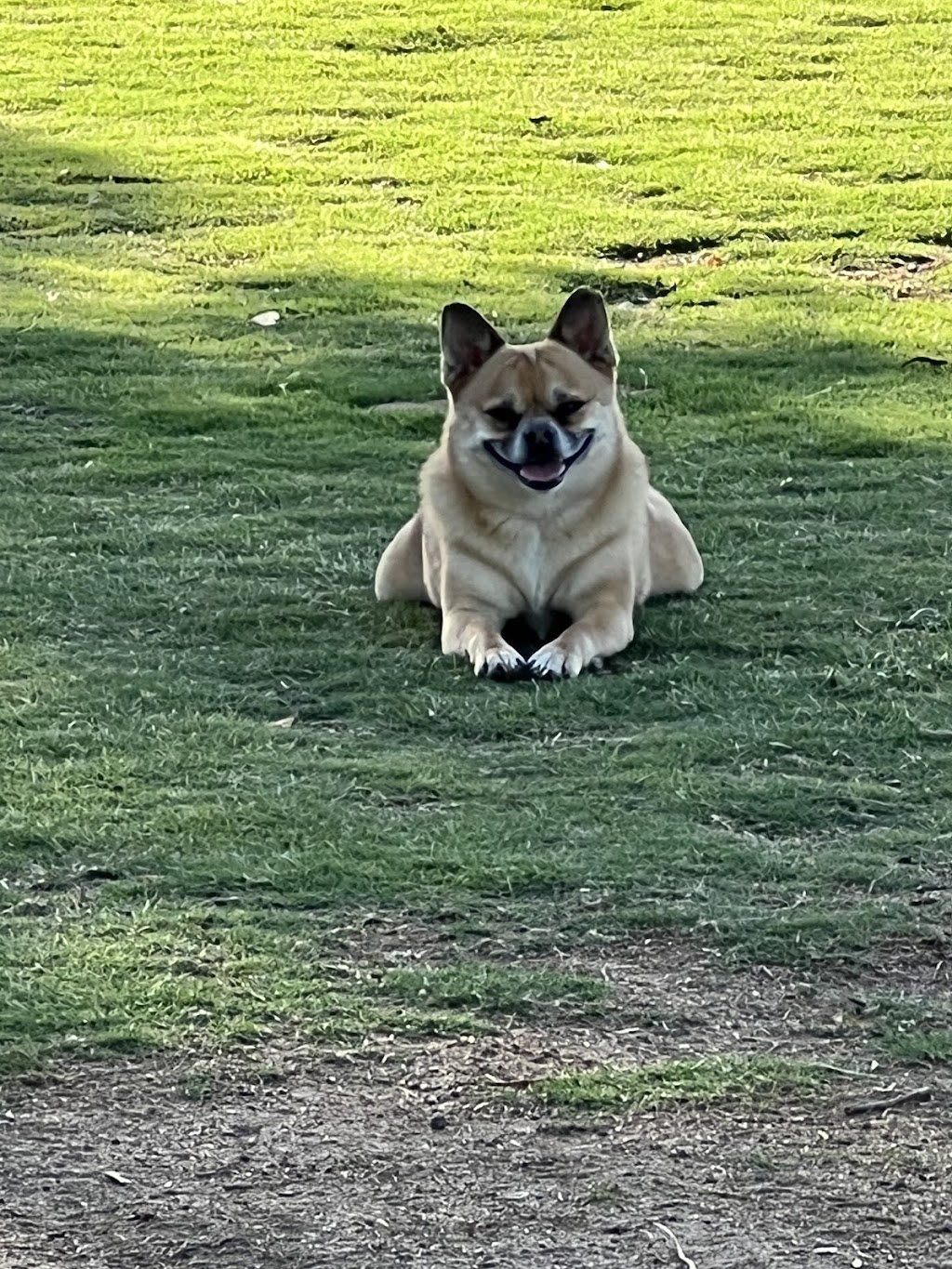 Hance Park Dog Park | 323 W Culver St, Phoenix, AZ 85003, USA | Phone: (602) 262-6011