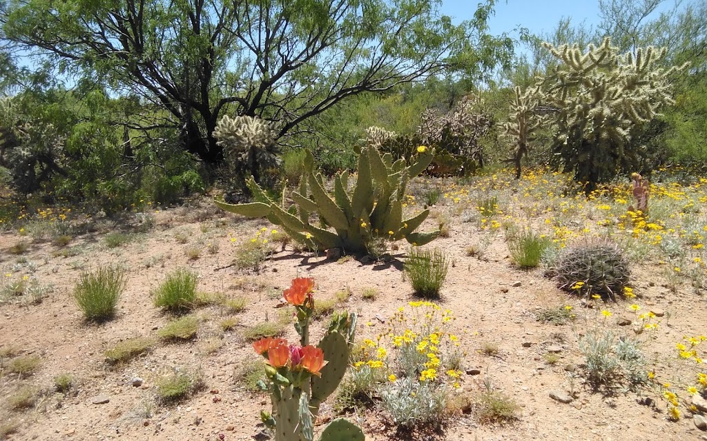 West Desert Trails | 6200 W Duval Mine Rd, Green Valley, AZ 85622, USA | Phone: (520) 393-4426