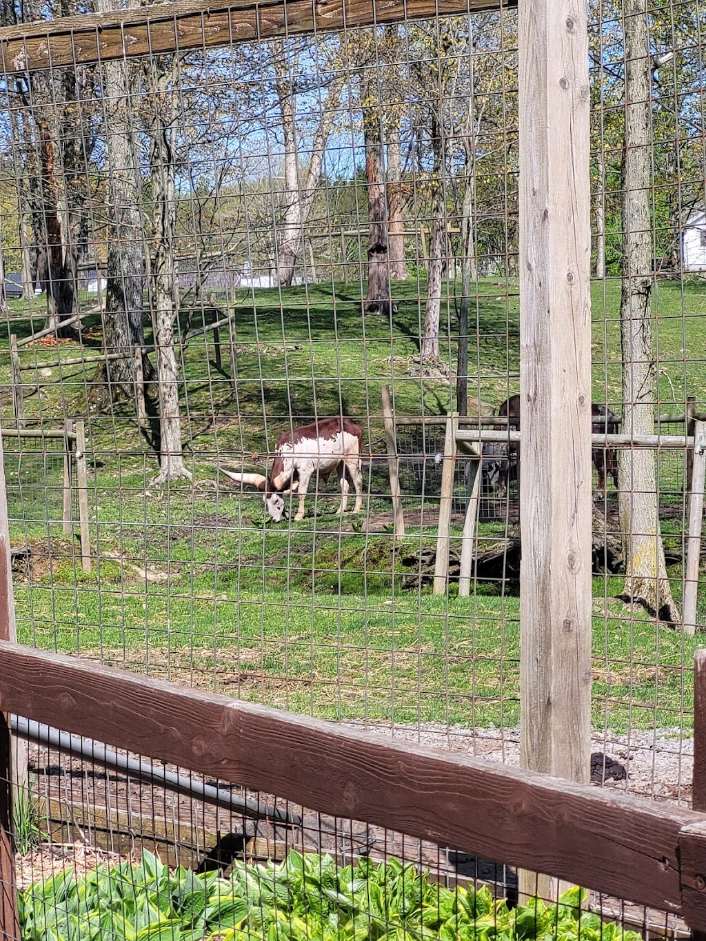 Living Treasures Animal Park | 288 PA-711, Jones Mills, PA 15646, USA | Phone: (724) 593-8300