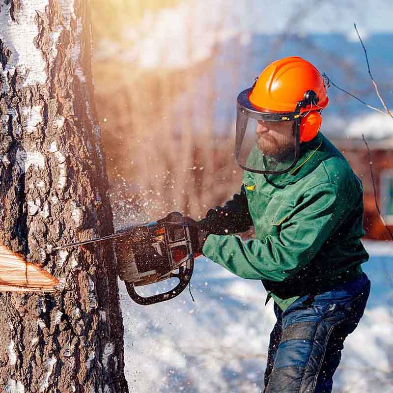 Rotherham Tree Services | Reresby House, Rotherham S60 1BY, United Kingdom | Phone: 01709 432122