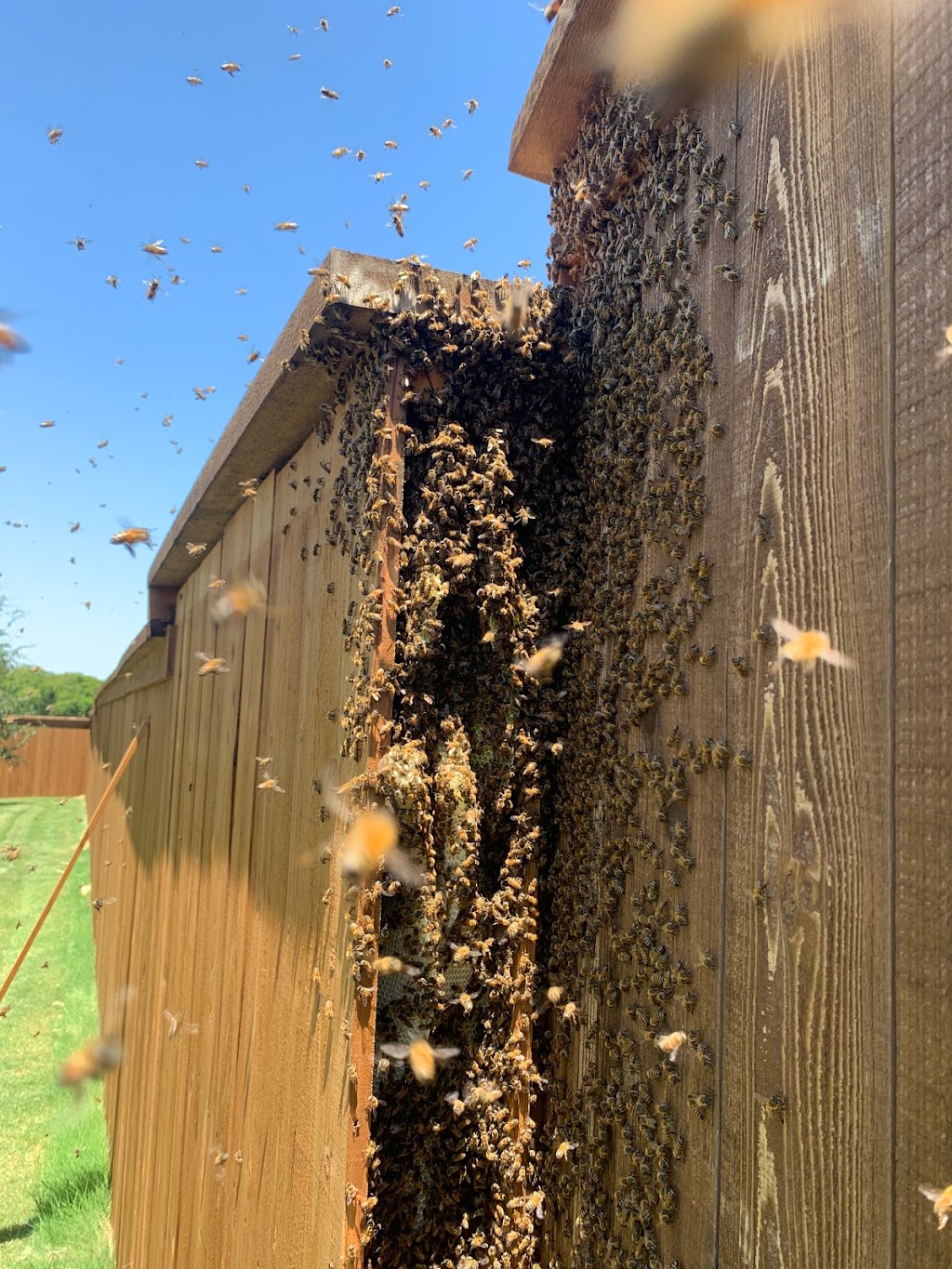 VIP Bee Rescue Bee Removal | 702 Ridgedale Dr, Richardson, TX 75080, USA | Phone: (469) 825-5218