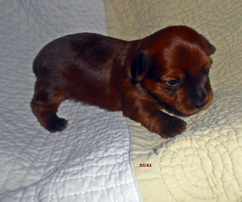 Yorkies By Cheri | 3705 FM 902, Gainesville, TX 76240, USA | Phone: (940) 372-8868