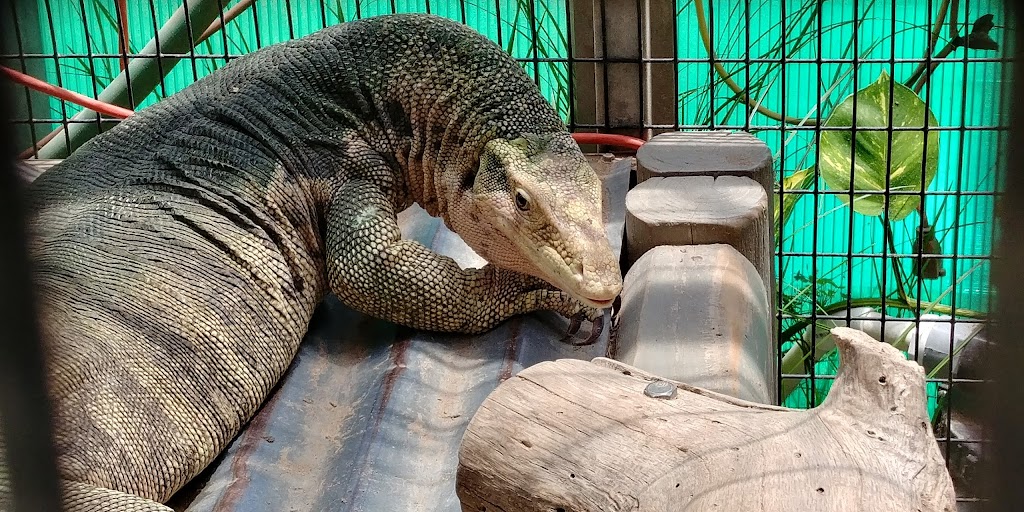 Texas Reptile Zoo | FM 20, Bastrop, TX 78602, USA | Phone: (512) 766-6030