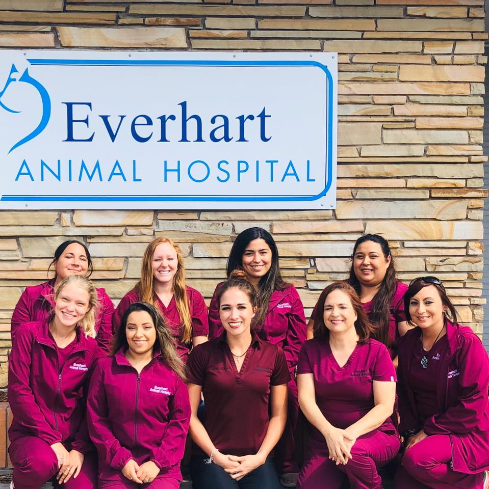 Everhart Animal Hospital | 4232 S Padre Island Dr, Corpus Christi, TX 78411, United States | Phone: (361) 854-1439