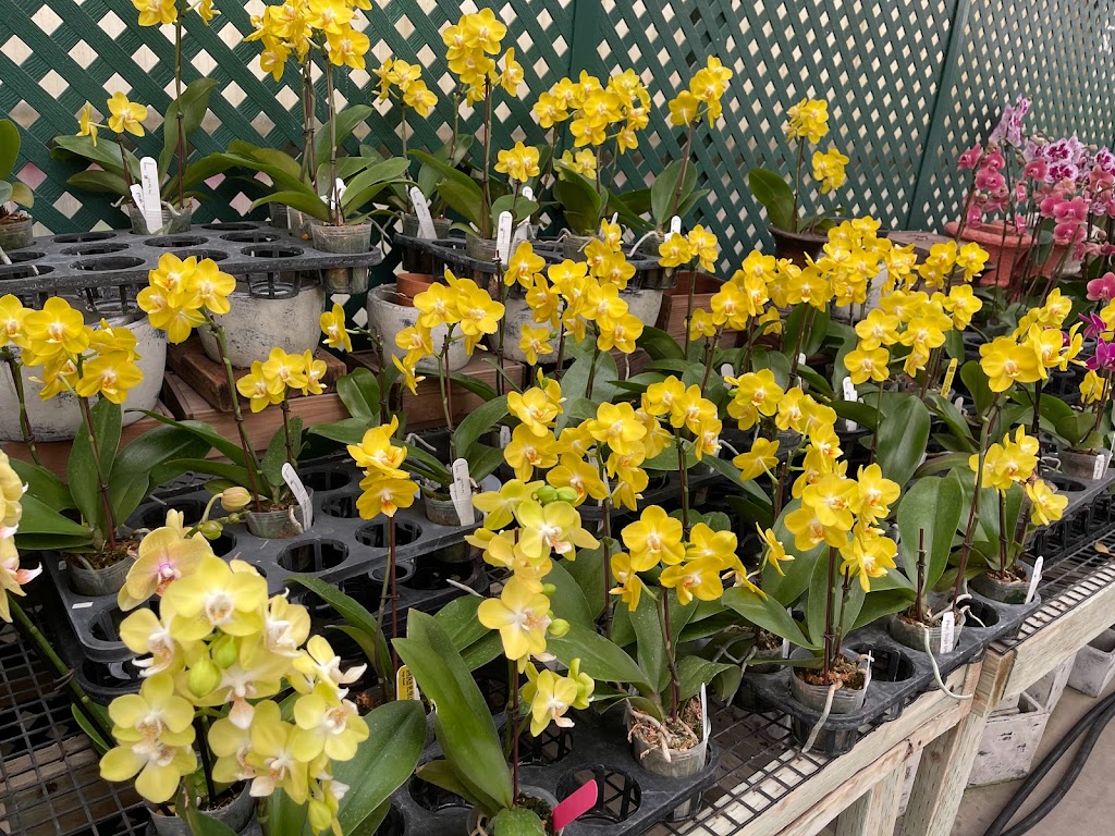 Normans Orchid Nursery home of www.orchids.com | 11039 Monte Vista Ave, Montclair, CA 91763, USA | Phone: (909) 627-9515