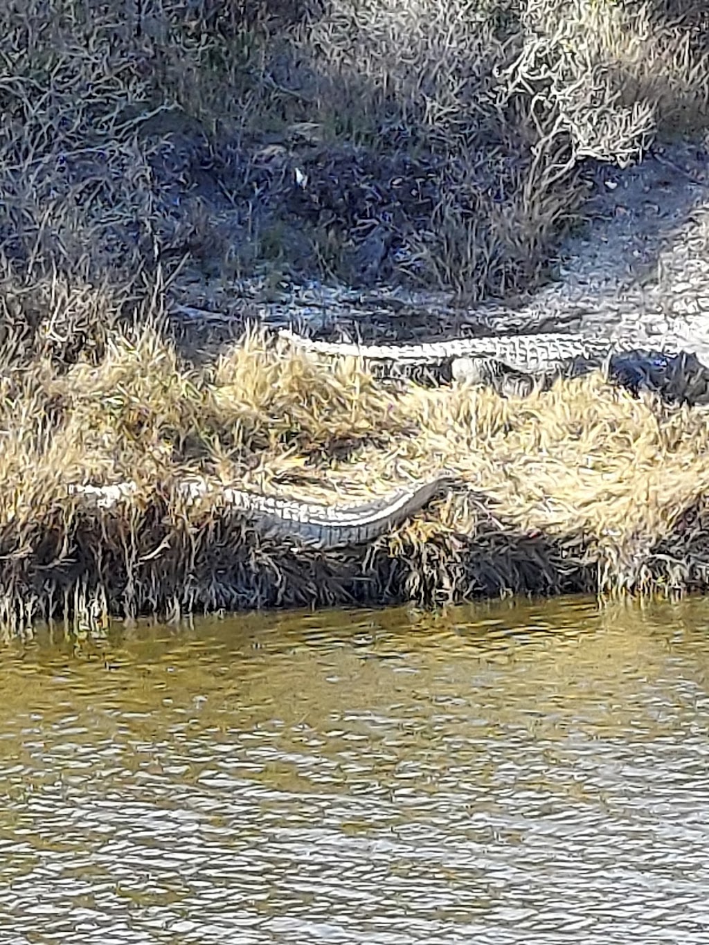 The Claude F. Lard Visitor Center | 1 Wildlife Circle, Austwell, TX 77950, USA | Phone: (361) 349-1181