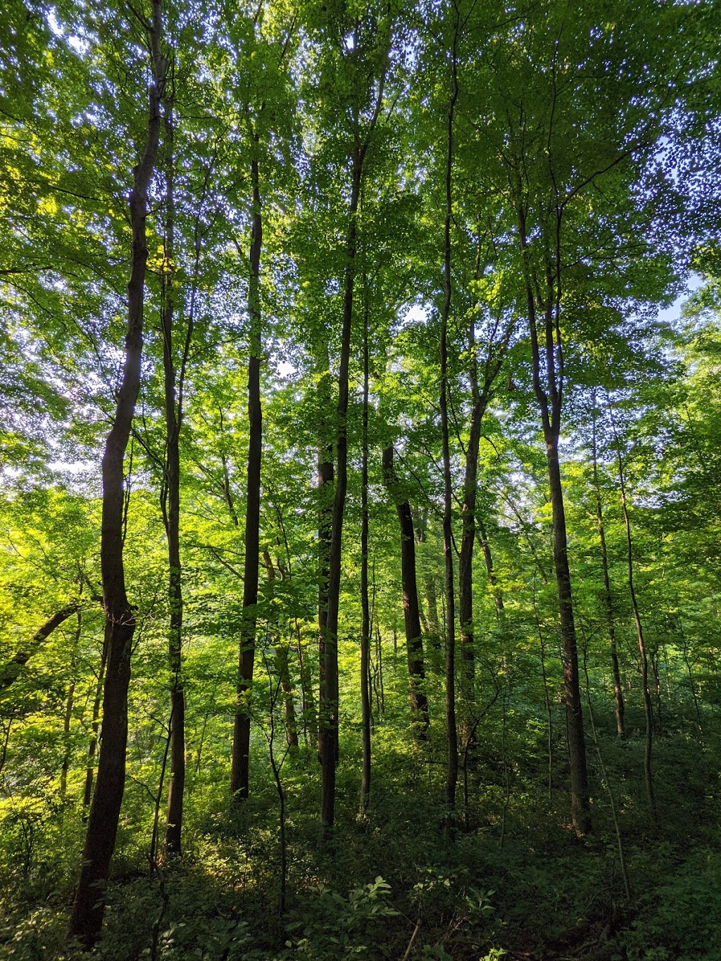 California Woods Nature Preserve | 5400 Kellogg Ave, Cincinnati, OH 45230, USA | Phone: (513) 231-8678