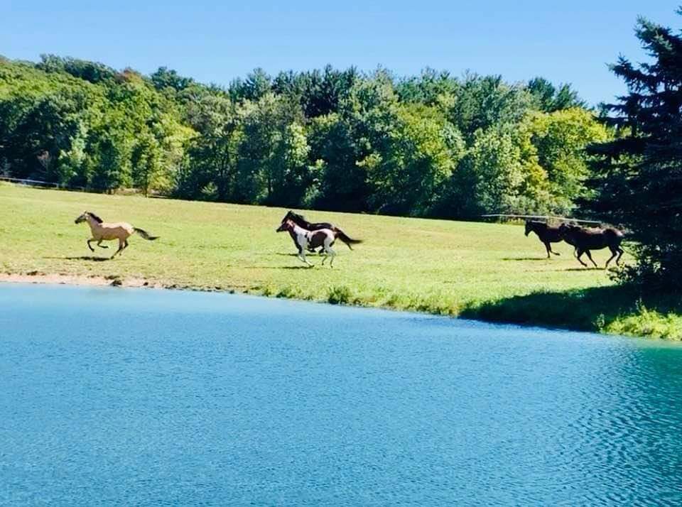 River Road Horse Farm | 1009 River Rd, Hinckley, OH 44233, USA | Phone: (330) 278-2080