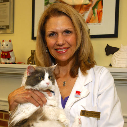 Cat Hospital At Towson | 6701 York Rd, Baltimore, MD 21212, USA | Phone: (410) 377-7900