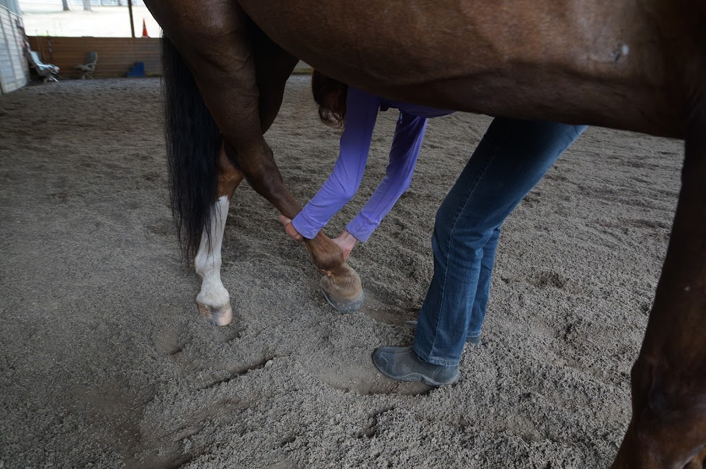 Stretch Your Horse | 1451 NE Parkside Dr, Hillsboro, OR 97124, USA | Phone: (503) 867-1023