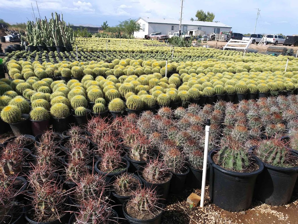 Silvers Cactus Nursery | 28826 213th Ave, Wittmann, AZ 85361, USA | Phone: (602) 486-3113