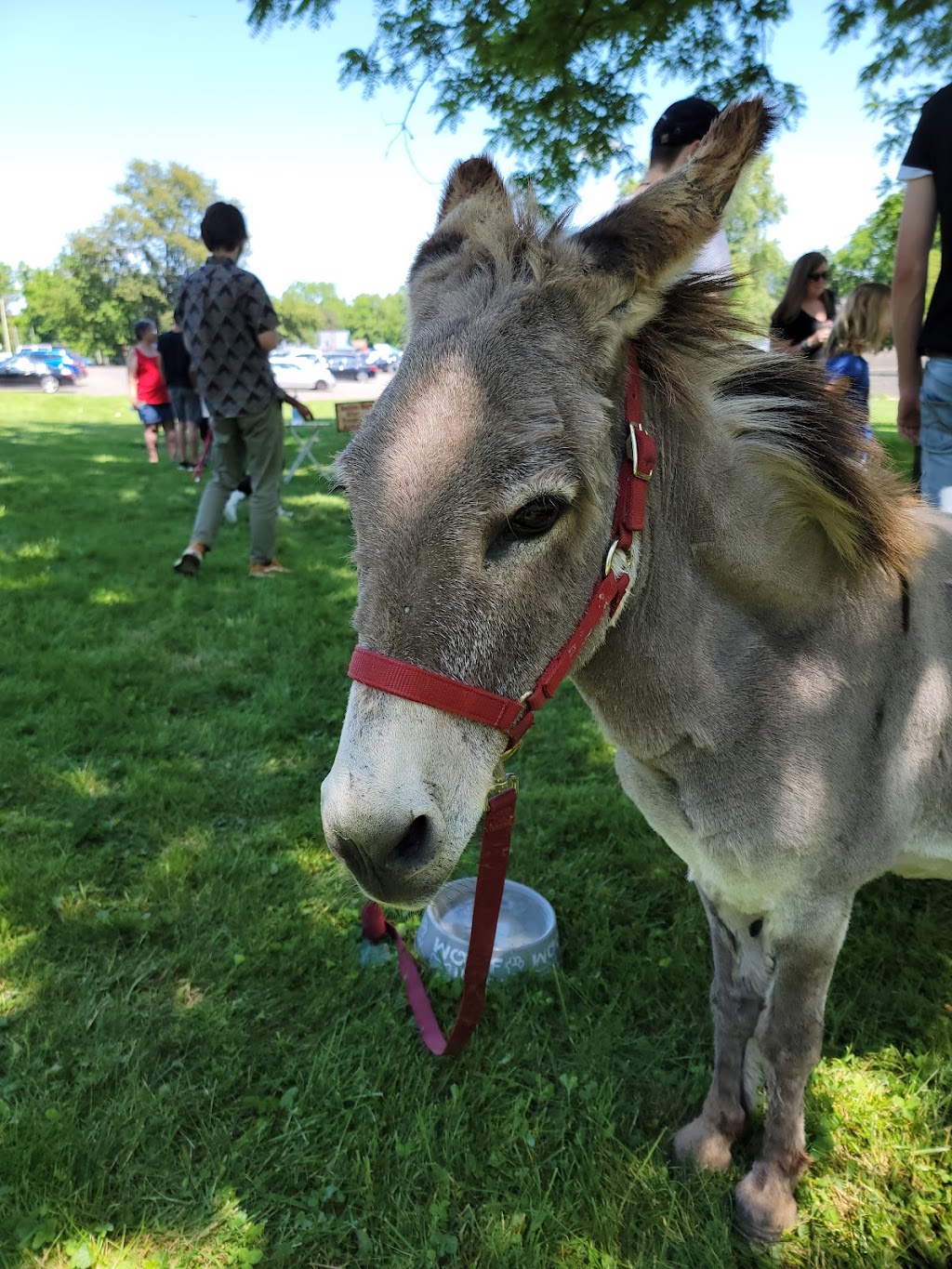 Brown Street Neighborhood Park | Brown St, Spring City, PA 19475, USA | Phone: (610) 948-3660