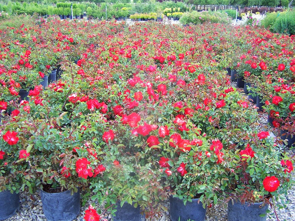 Jayker Re-Wholesale Nursery | 6485 Joplin Rd, Nampa, ID 83687 | Phone: (208) 887-1790