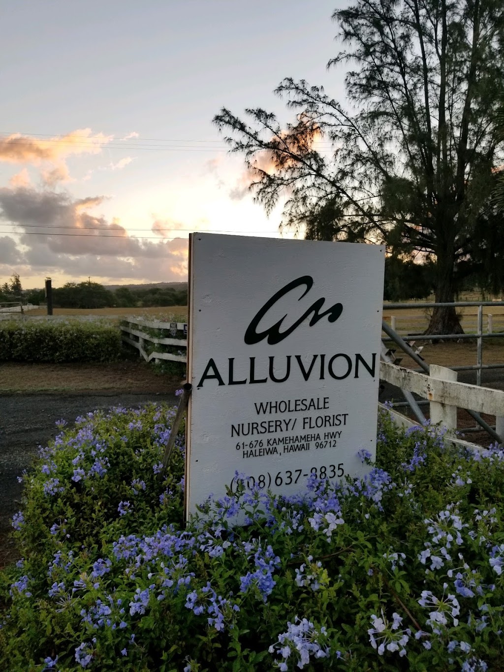 Alluvion Inc. | 61-676 Kamehameha Hwy, Haleiwa, HI 96712, USA | Phone: (808) 637-8835