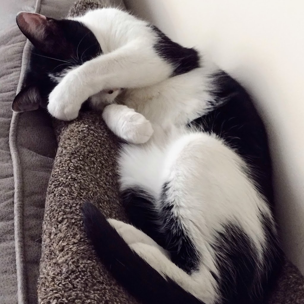 Eureka Veterinary Clinic | 1415 W 5th St, Eureka, MO 63025, USA | Phone: (636) 938-5070