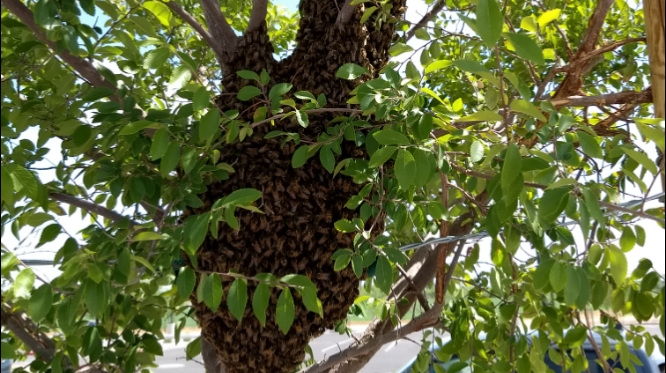 Bee Removal Arizona | 17825 N 7th St #68, Phoenix, AZ 85022, USA | Phone: (602) 526-1887