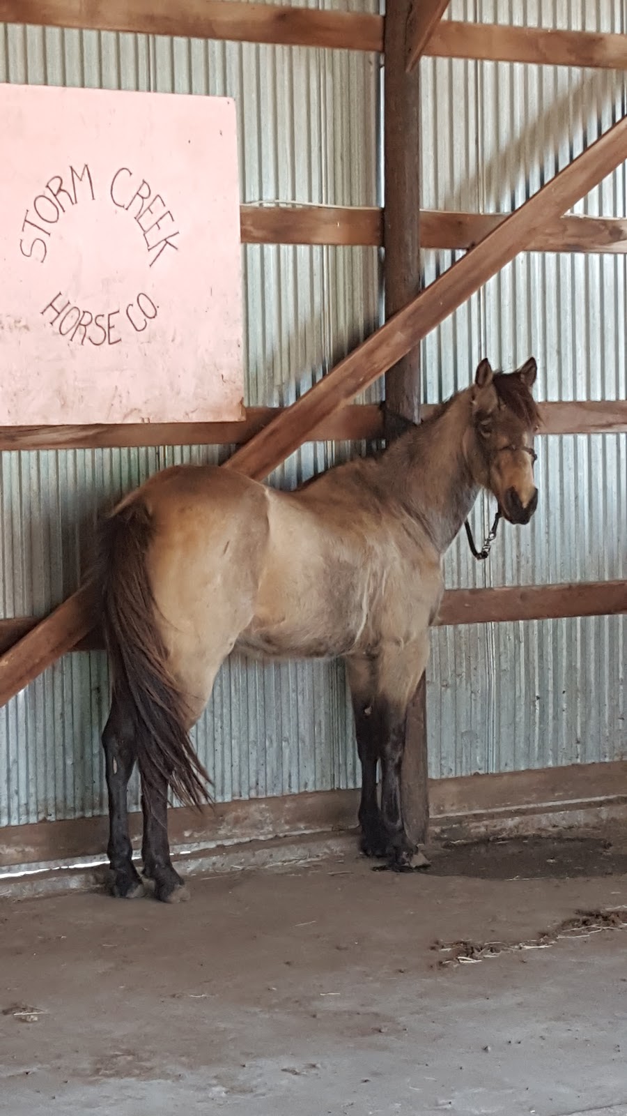 Storm Creek Horse Co. Farm & Rescue | 10518 W Boundary Rd, Pretty Prairie, KS 67570, USA | Phone: (316) 303-2497