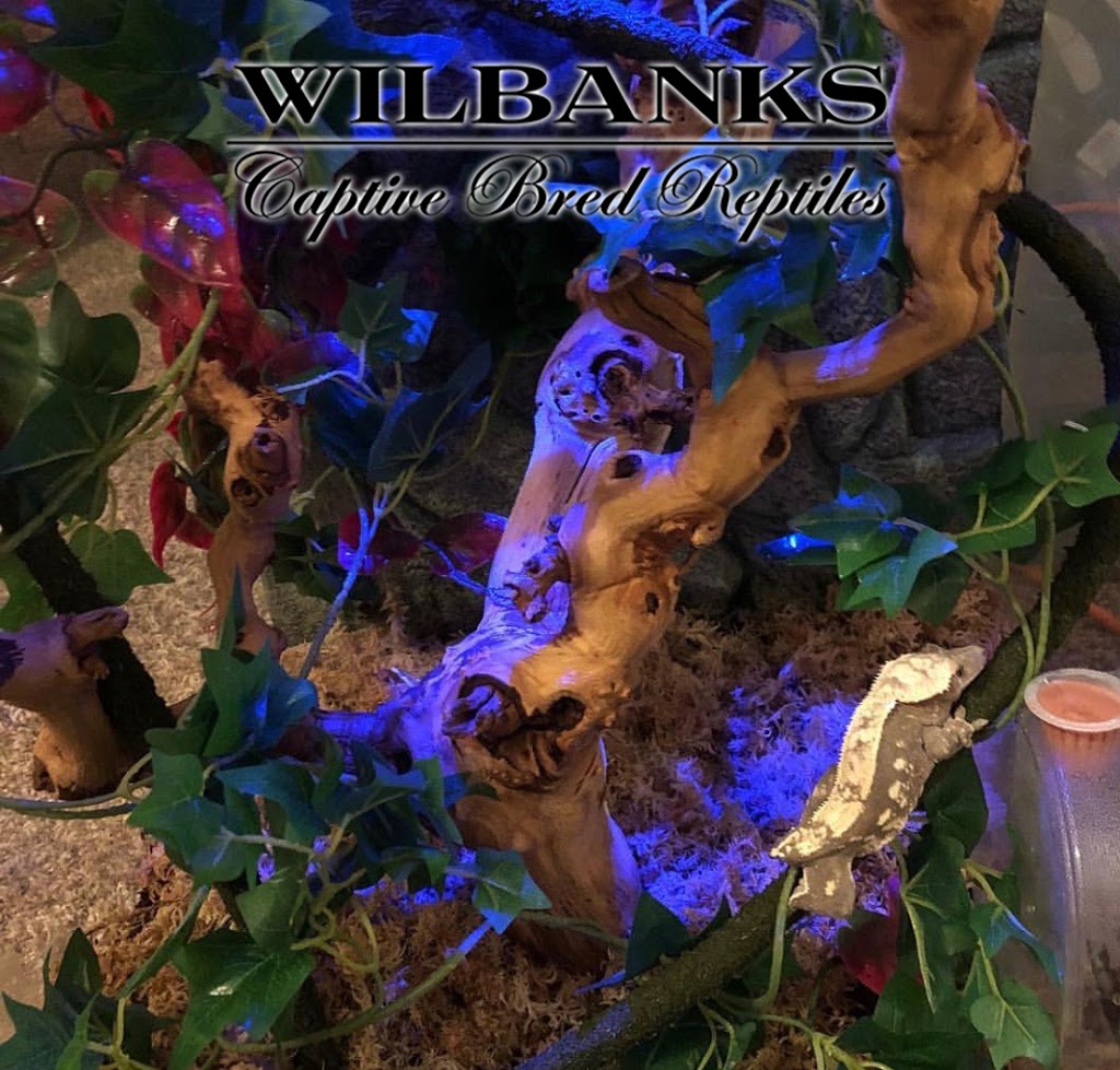 Wilbanks Captive Bred Reptiles | 3525 S Purdue Ave St, Oklahoma City, OK 73179, USA | Phone: (405) 604-3525