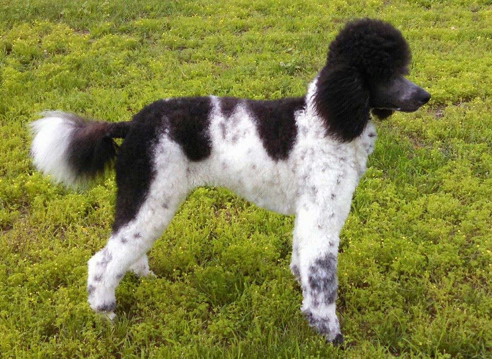 Dover Quality Poodles | 1662 164th Ln NW, Andover, MN 55304, USA | Phone: (763) 434-7332