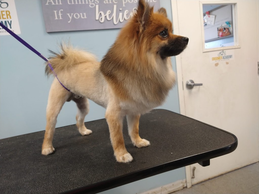 Dog Groomer Academy | 523 S Chickasaw Trail, Orlando, FL 32825, USA | Phone: (407) 704-6377