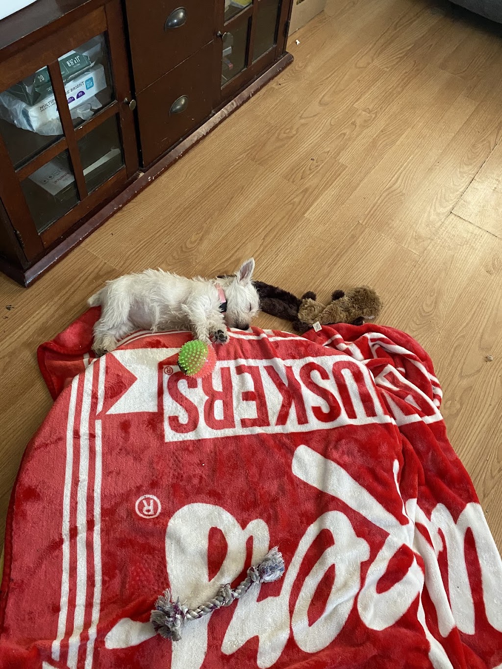 Tullys Kennels | 7777 D St, Omaha, NE 68124, USA | Phone: (402) 391-2456