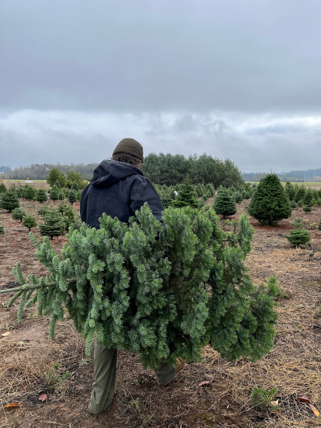 Nelsens Yuletime Christmas Trees | 7200 SW Trinity Pl, Cornelius, OR 97113, USA | Phone: (503) 347-7008