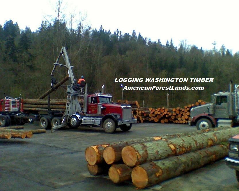 American Forest Lands Washington Logging Company LLC | 21410 SE 248th St, Maple Valley, WA 98038, USA | Phone: (800) 564-2568