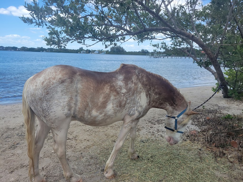 Florida Beach Horses | 8400 Manatee Ave W, Bradenton, FL 34209, USA | Phone: (941) 587-2553