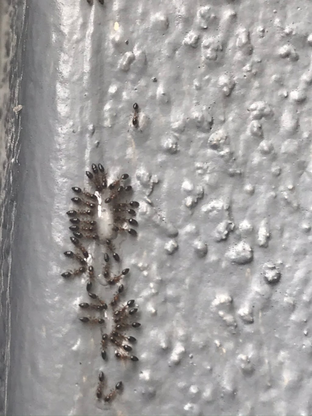 Insect IQ Inc | 5002 W Linebaugh Ave F, Tampa, FL 33624, USA | Phone: (813) 930-2847
