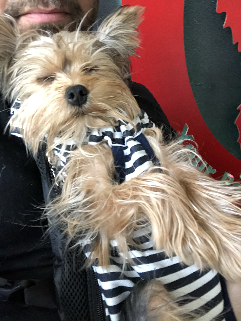 Furry Guys Pet Care | 7259 Elm St, Frisco, TX 75034, USA | Phone: (214) 931-3333
