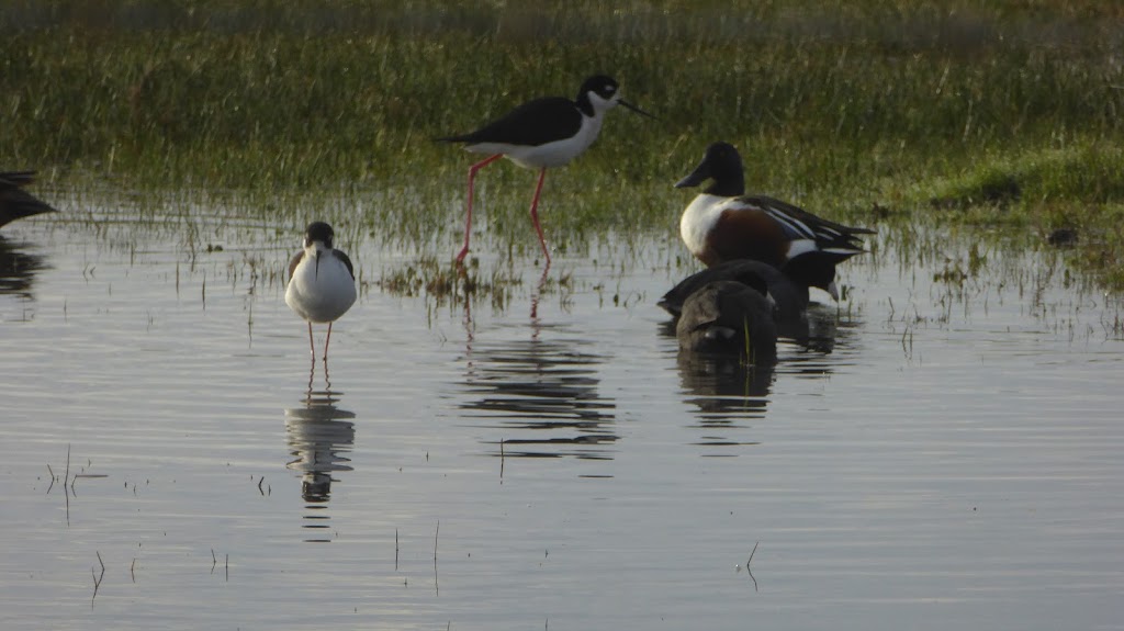 Beckwith Wildlife Observation Area | Beckwith Rd, Modesto, CA 95358, USA | Phone: (209) 826-3508