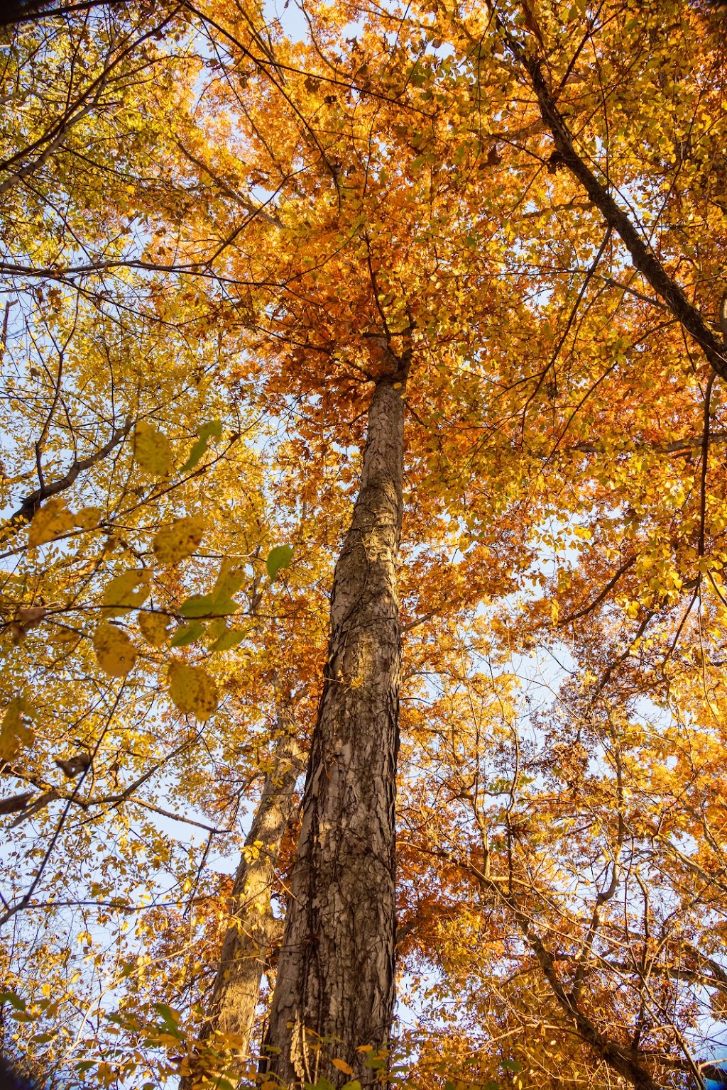 Julius J Knobeloch Woods Nature Preserve | 3018 Rentchler Rd, Belleville, IL 62221, USA | Phone: (618) 295-2877