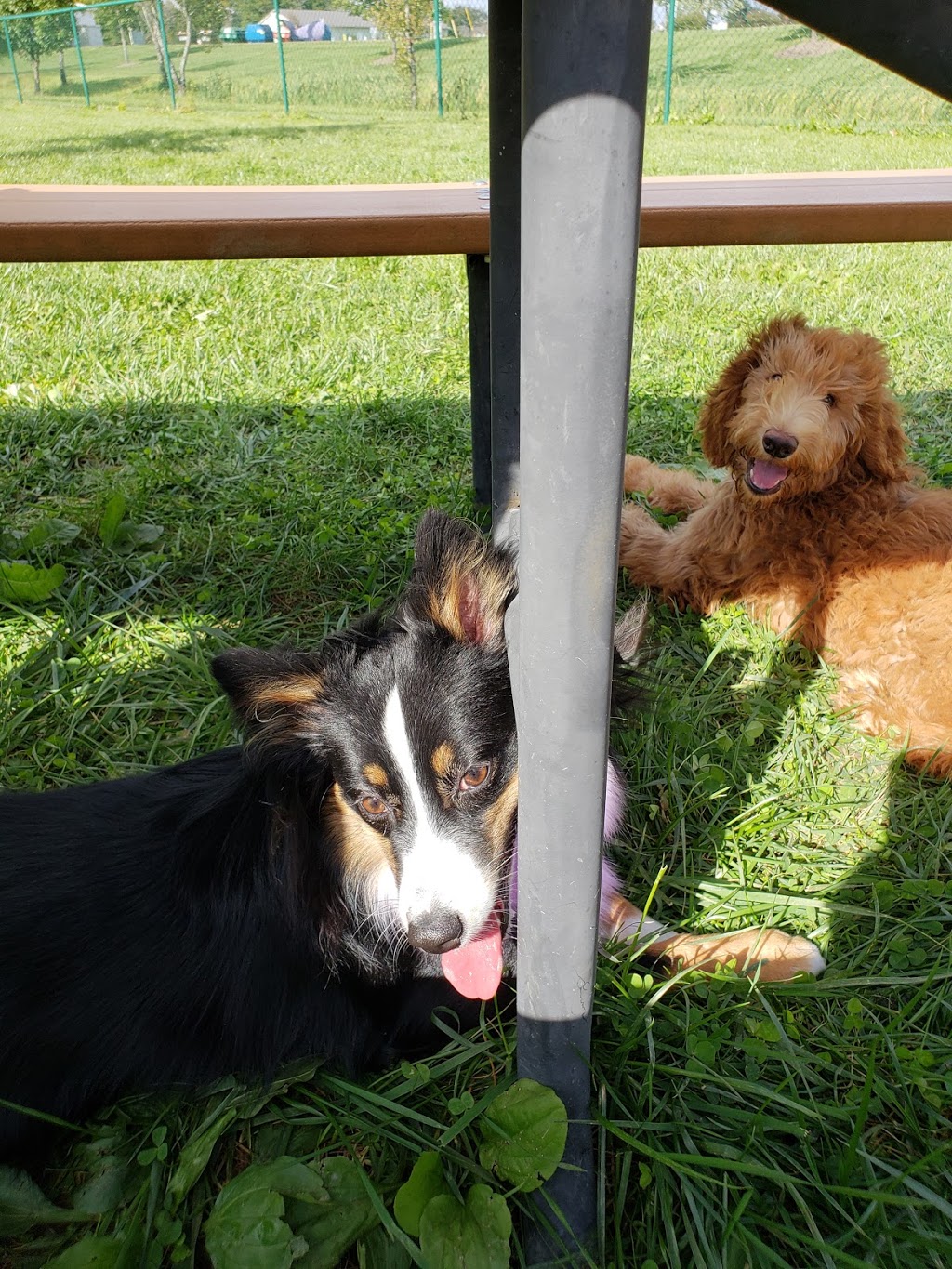 Violet Township Dog Park | 490 N Center St, Pickerington, OH 43147, USA | Phone: (614) 575-6911