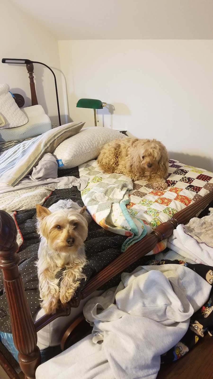 Jersey-Calhoun Veterinary Hospital | 1201 S State St, Jerseyville, IL 62052, USA | Phone: (618) 498-2413