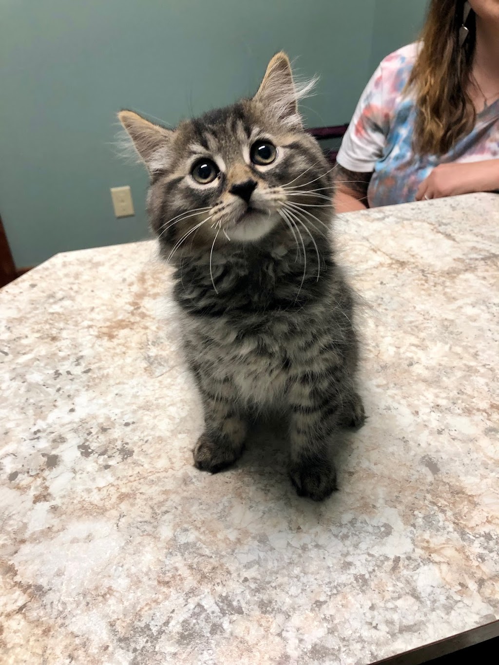 Bethel Community Pet Hospital | 680 W Plane St, Bethel, OH 45106, USA | Phone: (513) 734-7297