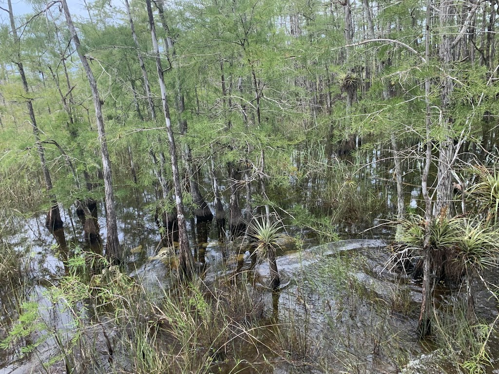 Everglades Swamp Buggy Adventure | 50910 Tamiami Trail E, Ochopee, FL 34141, USA | Phone: (239) 825-5762