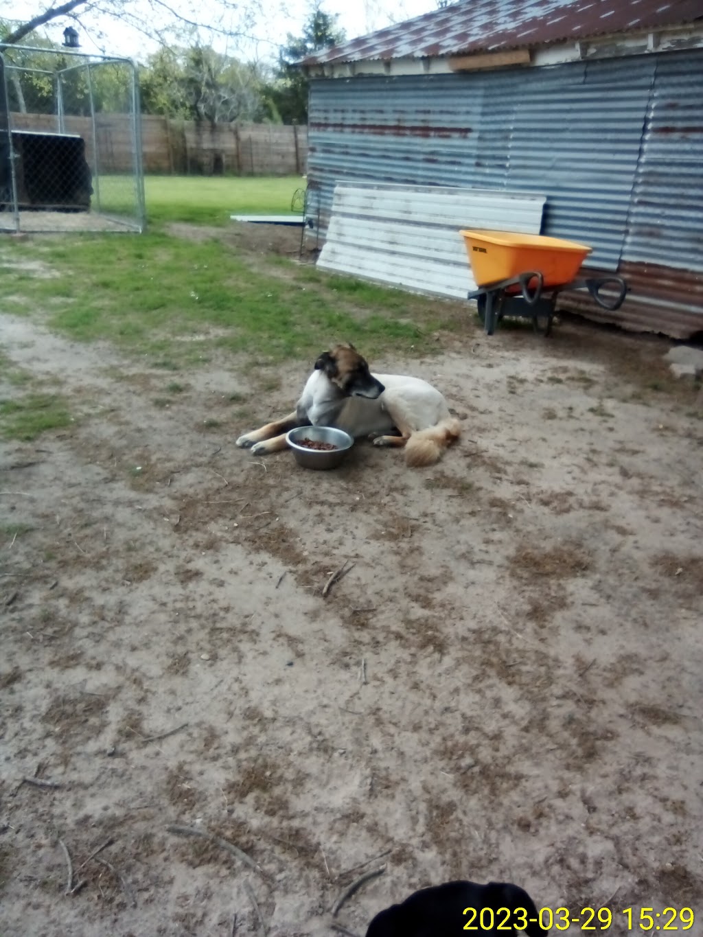 Diamond L Veterinary Services | 1307 W South Commerce St, Wills Point, TX 75169, USA | Phone: (972) 284-9553