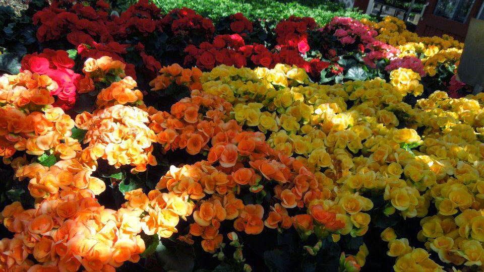 Wistinghausen Florist & Greenhouse | 114 Townline St, Oak Harbor, OH 43449, USA | Phone: (419) 898-4221