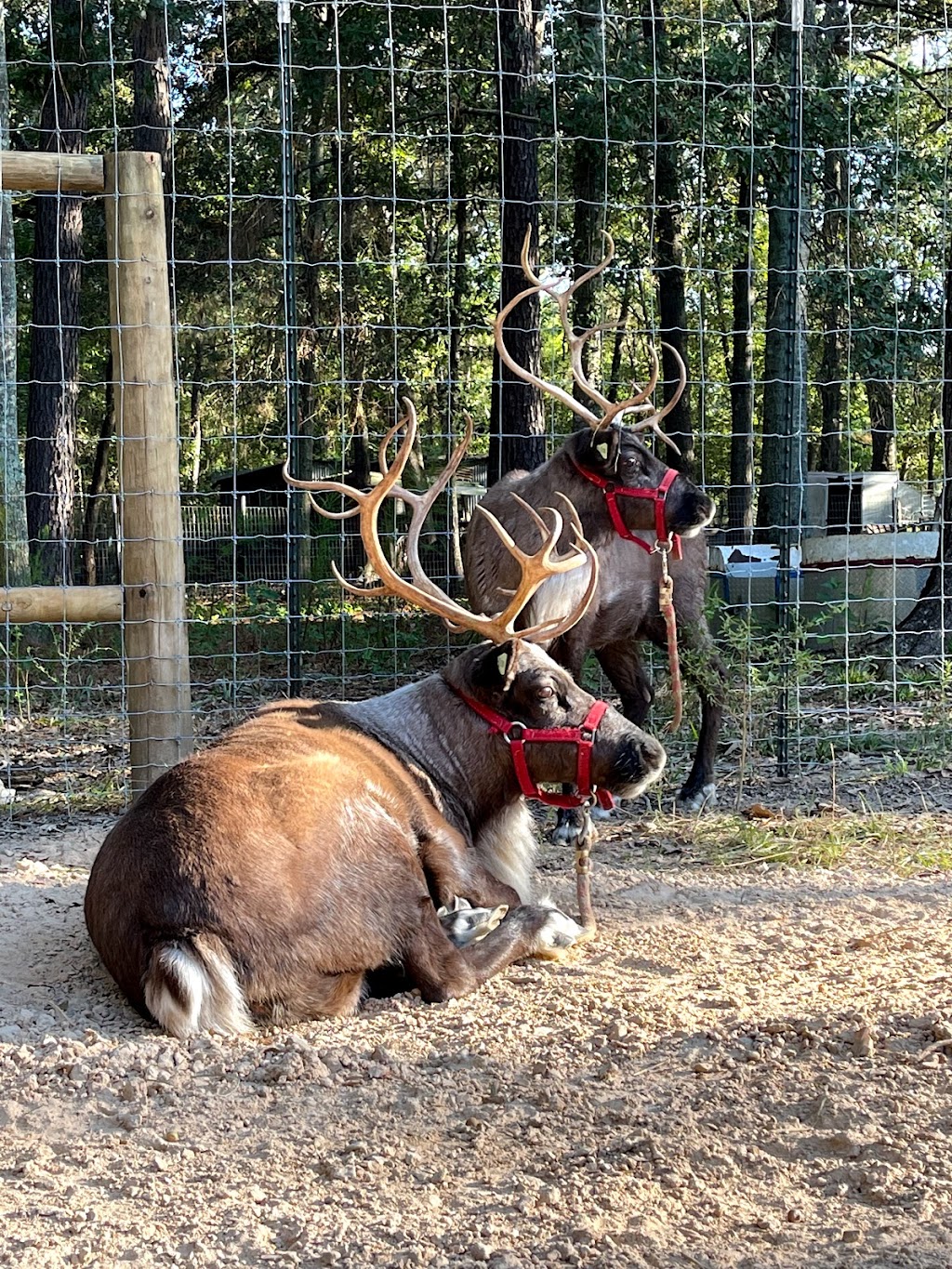 Rudolphs Reindeer Rental | 18205 TX-242, Conroe, TX 77302, USA | Phone: (832) 512-7284