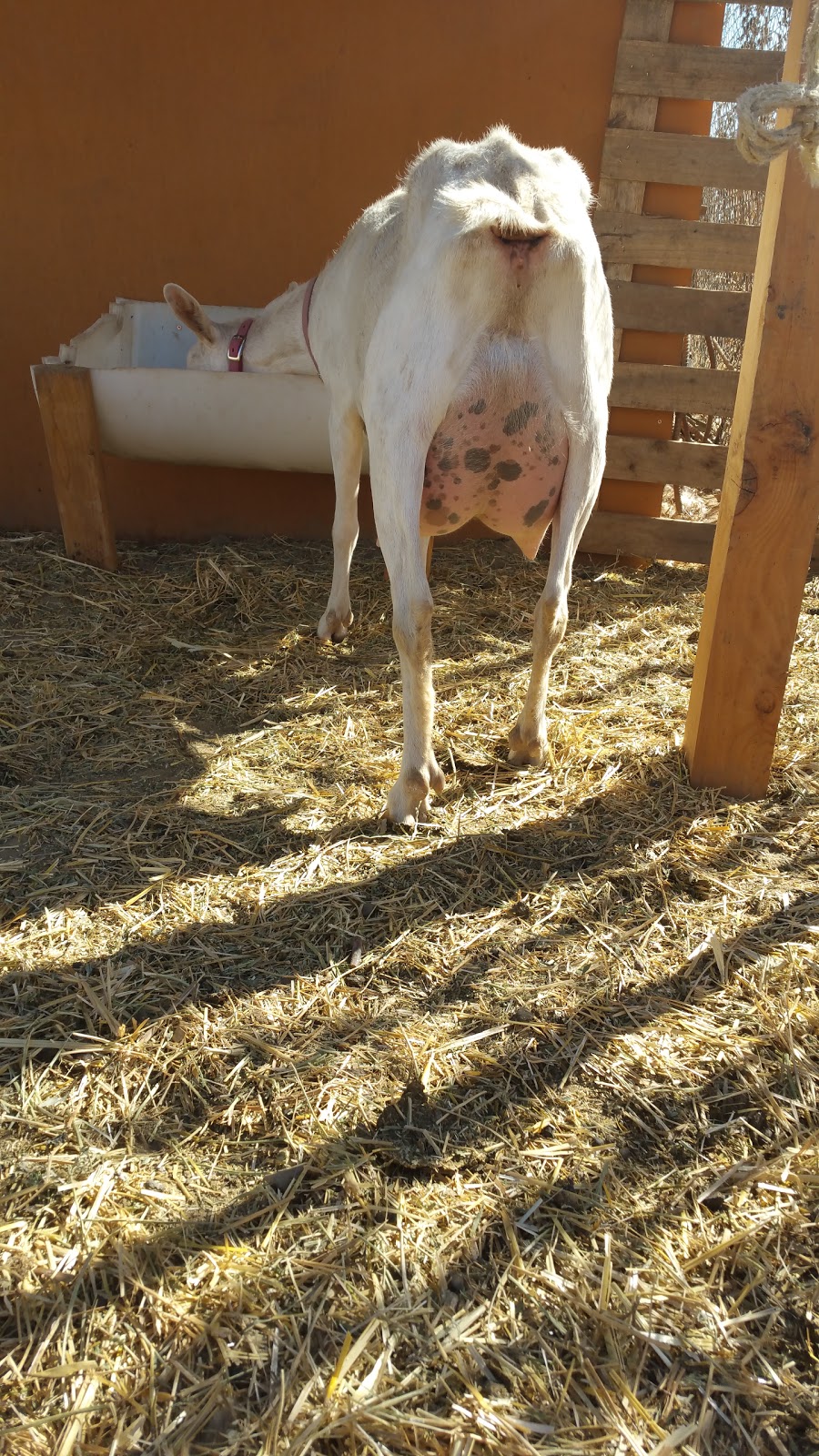 Sallys Produce LLC | 3828 Canada Rd, Gilroy, CA 95020, USA | Phone: (408) 838-6263