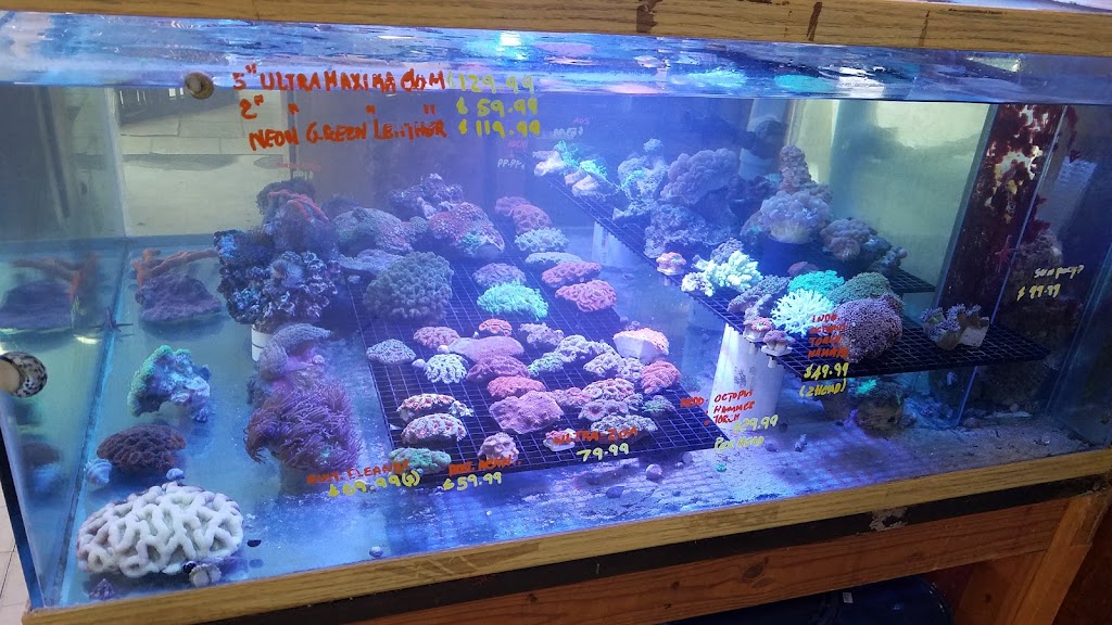 Tropical Fish Incorporated | 2982 E Colorado Blvd Learning Assistance Center, Pasadena, CA 91107, USA | Phone: (626) 449-4987