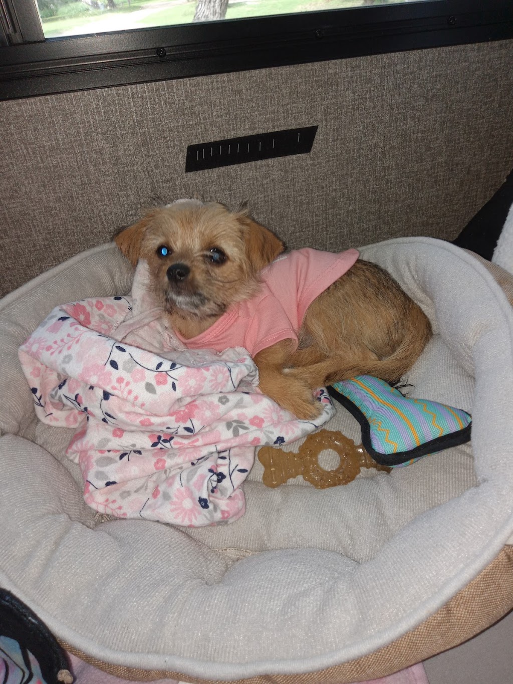 Credence Veterinary Clinic PLLC | 2389 US-59, Beeville, TX 78102, USA | Phone: (361) 358-1711