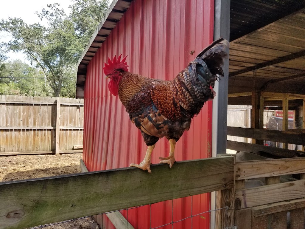 Bf Petting Farm | 15320 Morris Bridge Rd, Thonotosassa, FL 33592, USA | Phone: (813) 629-7859