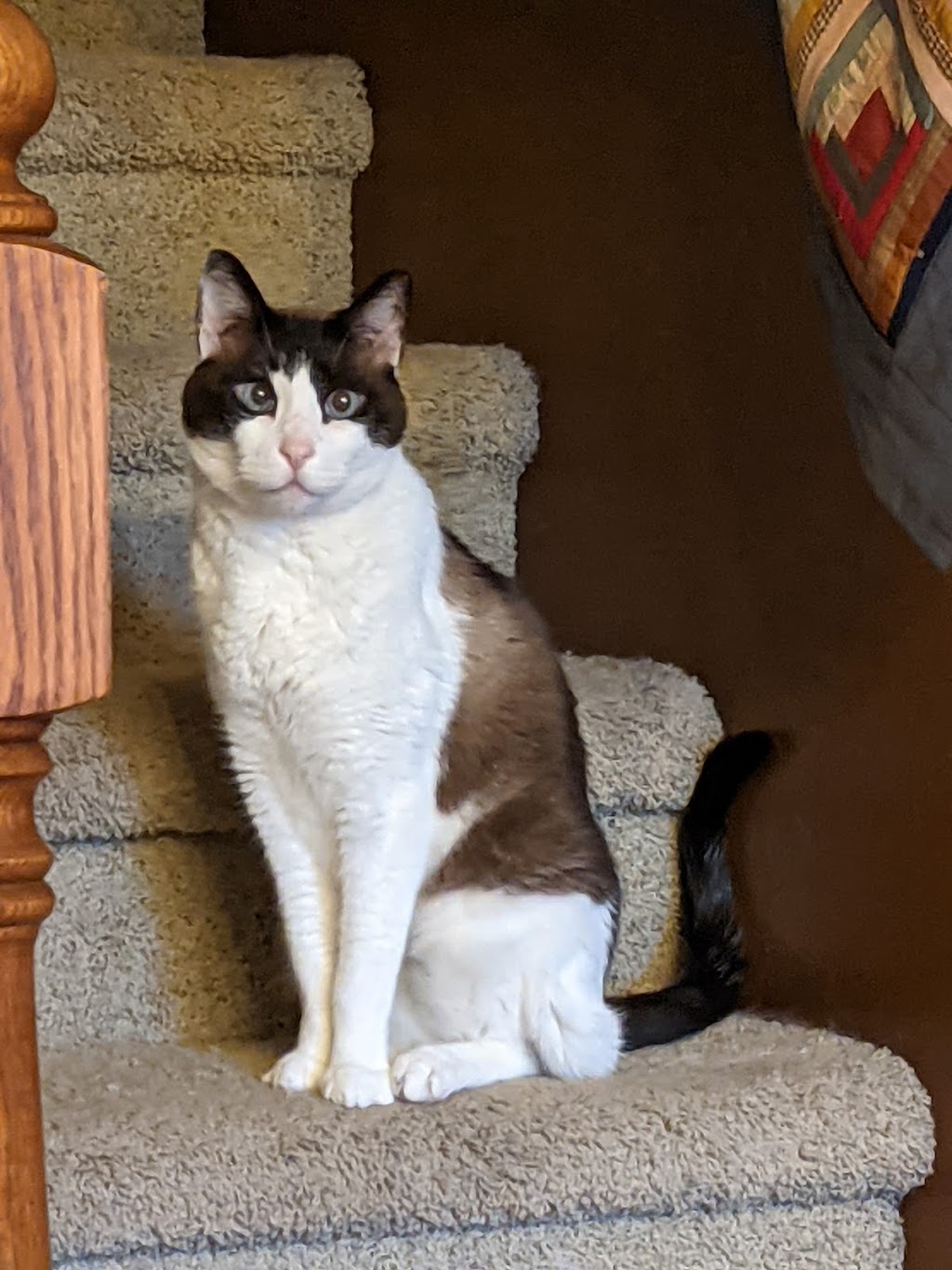 Seward Animal Hospital | 1040 South St, Seward, NE 68434, USA | Phone: (402) 643-3681