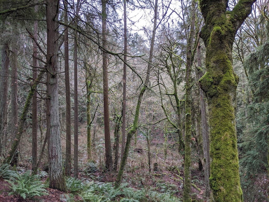 Llandover Woods Greenspace | 14499 3rd Ave NW, Seattle, WA 98177, USA | Phone: (206) 684-4075