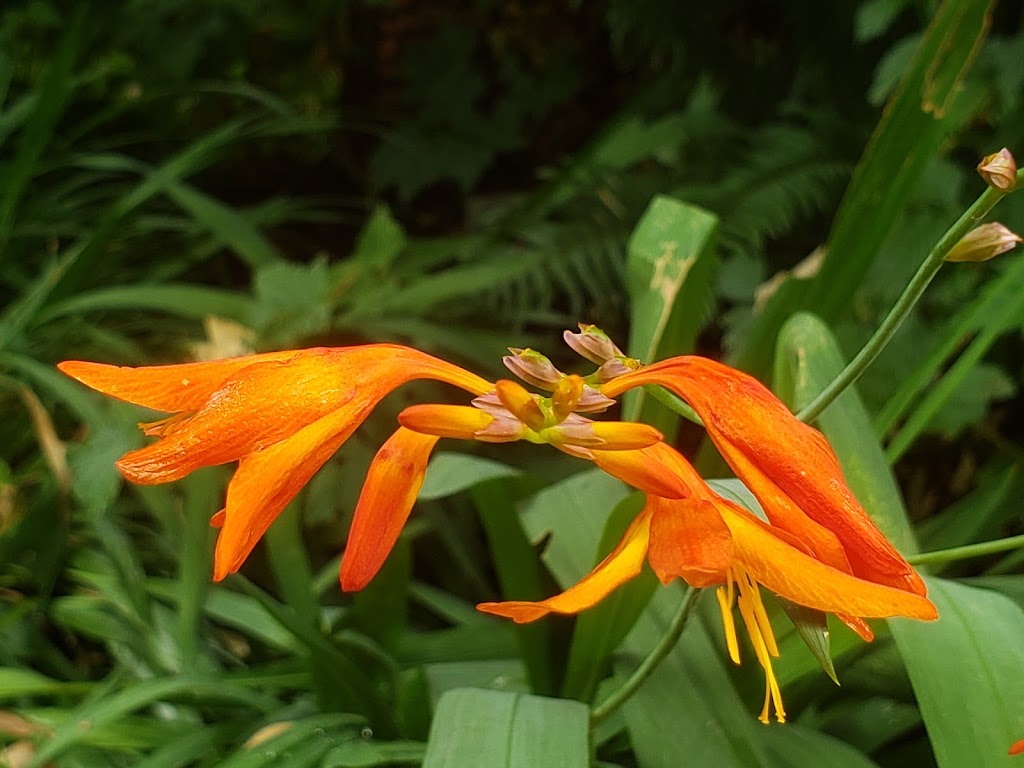 WSU Master Gardener Demonstration Garden | 6915 Armar Rd, Marysville, WA 98270, USA | Phone: (425) 338-2400