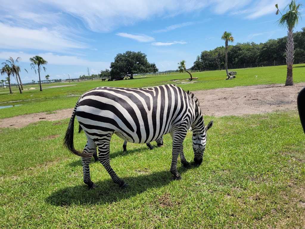 Wild Florida Safari | 3052 Lake Cypress Rd, Kenansville, FL 34739, USA | Phone: (407) 957-3135