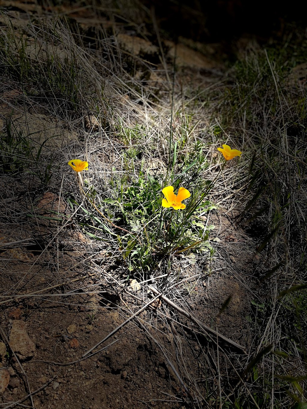 Mt. Gower County Preserve | 17090 Gunn Stage Rd, Ramona, CA 92065, USA | Phone: (760) 788-3326