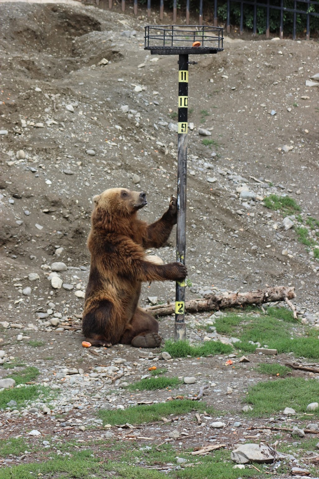 Brown Bear Exhibit | 4731 OMalley Rd, Anchorage, AK 99507, USA | Phone: (907) 346-2133