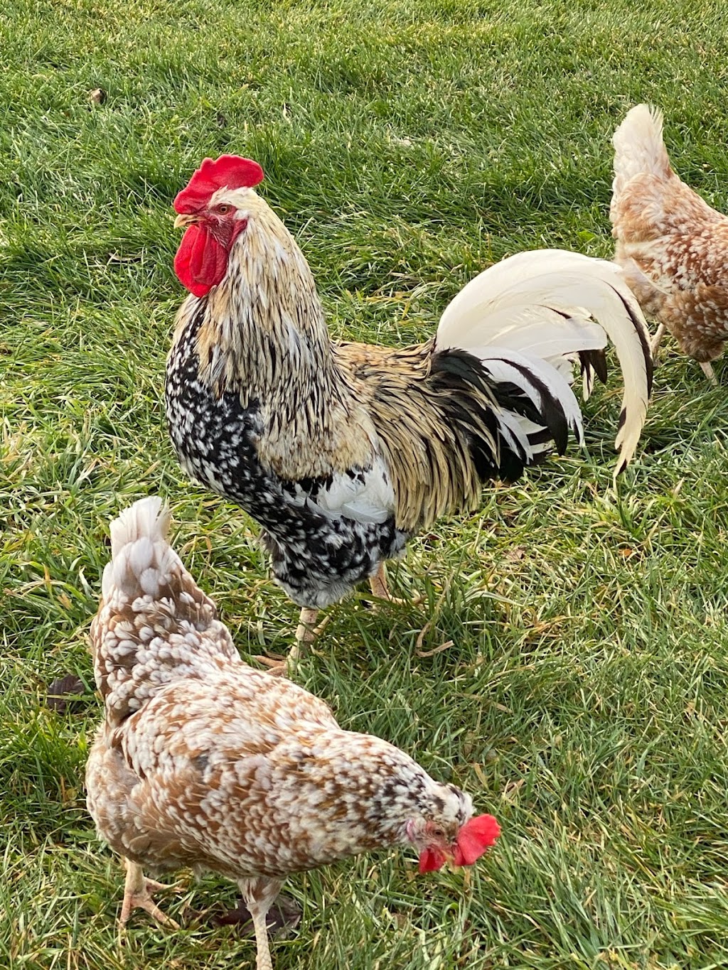 Spikes & Houles Feed, Seed, & Pet Supply | 55 2nd St SW, Forest Lake, MN 55025, USA | Phone: (651) 464-3326